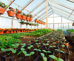 চিটাগং ভাই ভাই নার্সারী