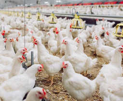 আল মামুন এগ্রো