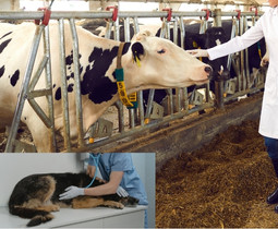 Antidote - Complete Veterinary Care